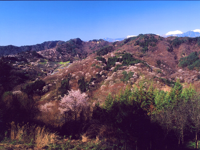 桜仙峡
