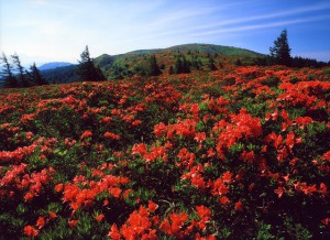 レンゲツツジの咲く風景　鉢伏山