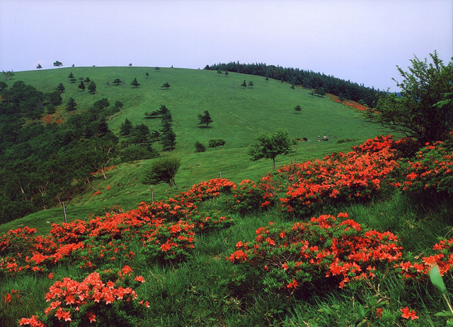 レンゲツツジの咲く風景　美ヶ原