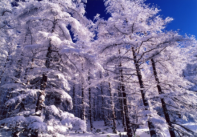 美ヶ原の冬