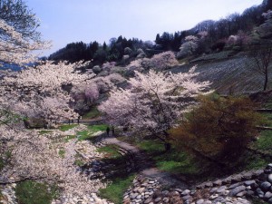陸郷の山桜