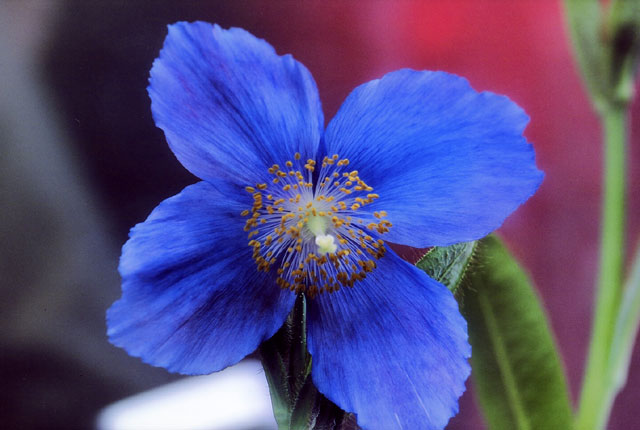 ヒマラヤの青いケシの花（ブルーポピー）