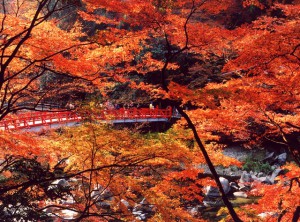 香嵐渓の秋