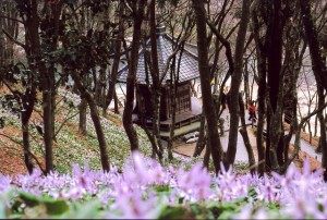 香嵐渓　カタクリの咲く風景